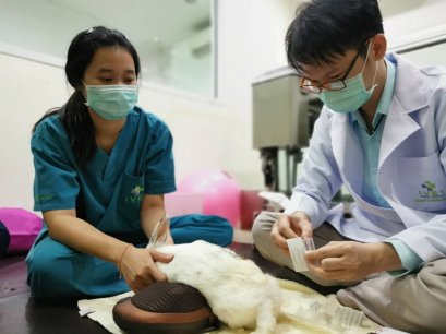 การฝังเข็มทางเลือกใหม่สำหรับคนเลี้ยง